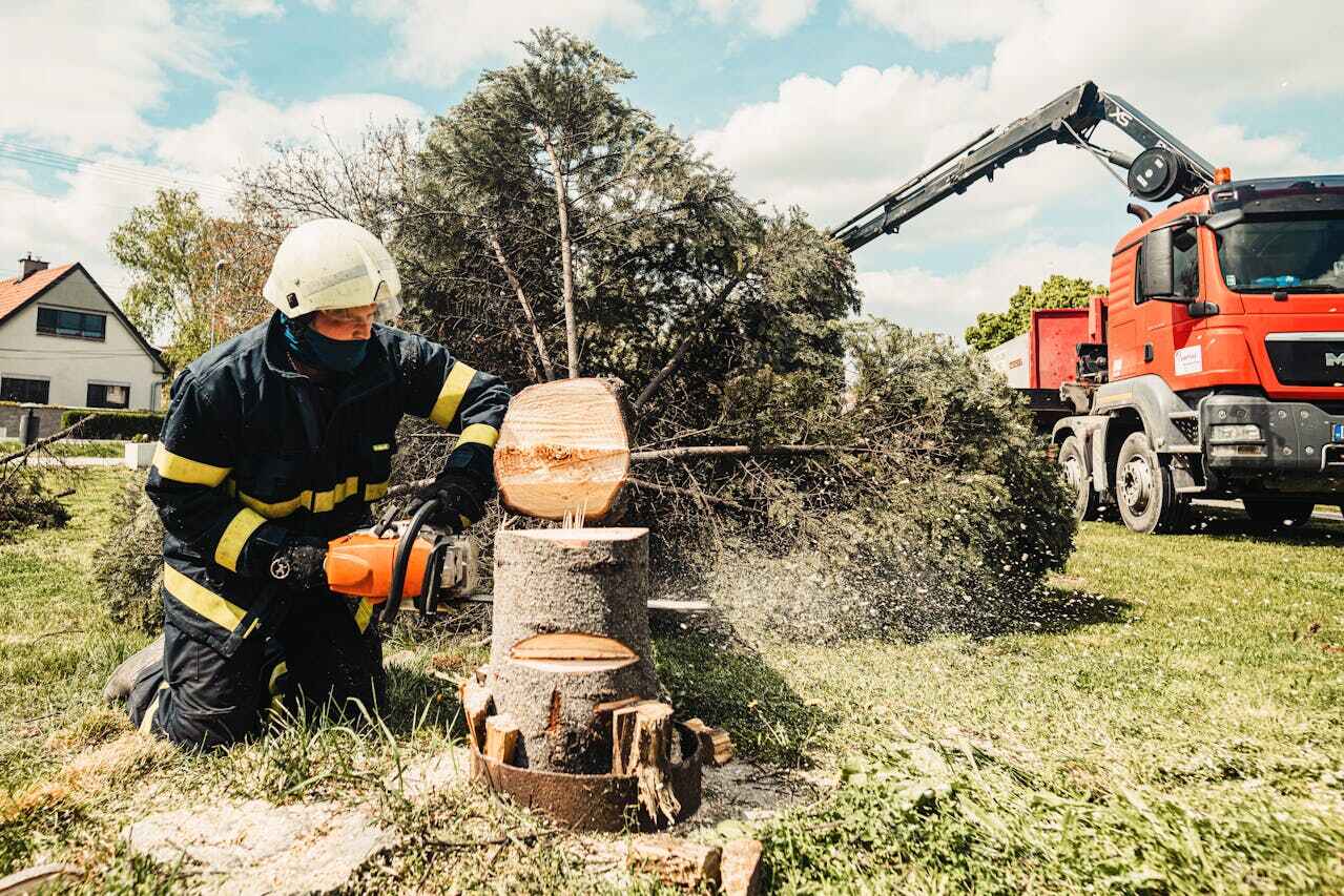  Riverside, UT TreeGuard Tree Service Pros